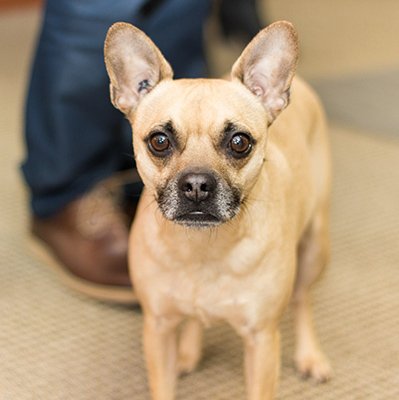 TOPS Office | Business Phone Systems, Copiers & Printers, Managed IT | Carlos TOPS office dog